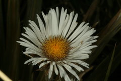 Celmisia armstrongii