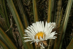 Celmisia armstrongii