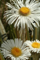 Celmisia armstrongii