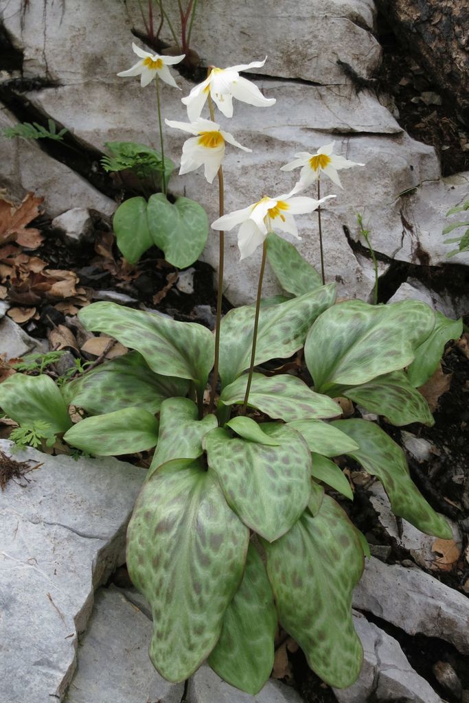 Shasta Fawn Lily