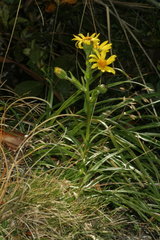 Dolichoglottis lyallii