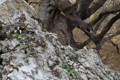 Erythronium shastense