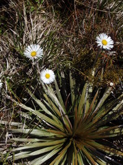 Celmisia armstrongii