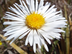 Celmisia armstrongii