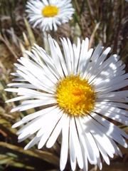 Celmisia armstrongii