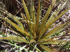 Celmisia armstrongii