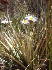 Celmisia armstrongii
