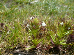 Triphysaria versicolor versicolor