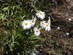 Dolichoglottis scorzoneroides