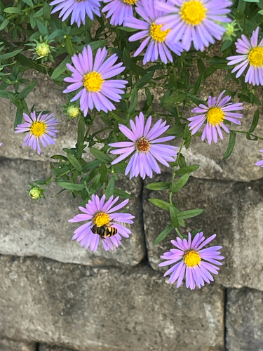 Unknown species found near W Cornelia Ave, Chicago, IL, US