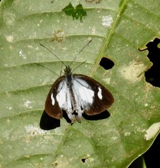 Leptophobia caesia