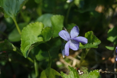 Viola howellii