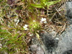 Triphysaria versicolor versicolor