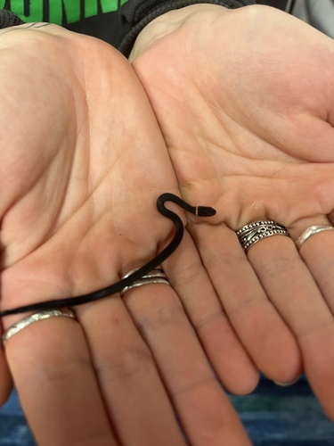 Ring-necked Snake