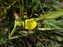 Ranunculus alismifolius alismifolius