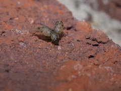 Berosus pantherinus
