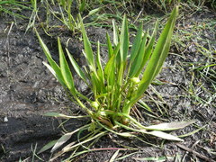 Ranunculus alismifolius alismifolius