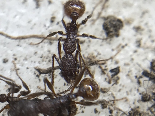Mary's Collared Ant photo 2