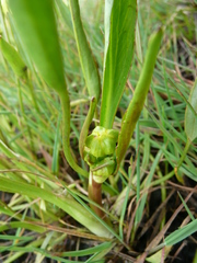 Ranunculus alismifolius alismifolius