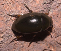 Tropisternus blatchleyi