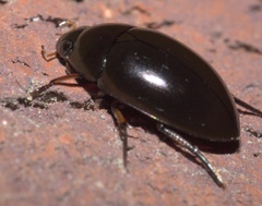 Tropisternus blatchleyi