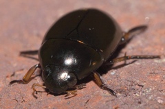 Tropisternus blatchleyi