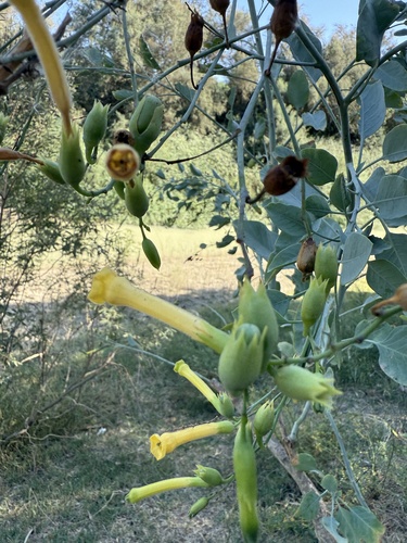 tree tobacco