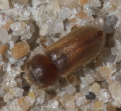 Tropicus pusillus