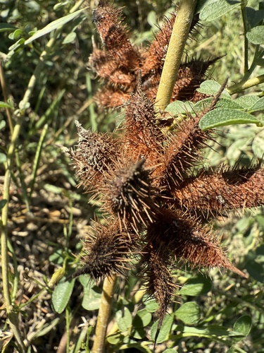 Glycyrrhiza foetida