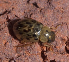 Berosus pantherinus