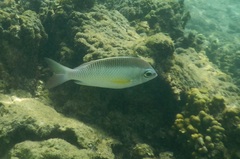 Scolopsis margaritifera