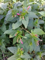 Mirabilis jalapa