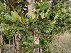 Calophyllum