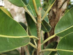 Calophyllum