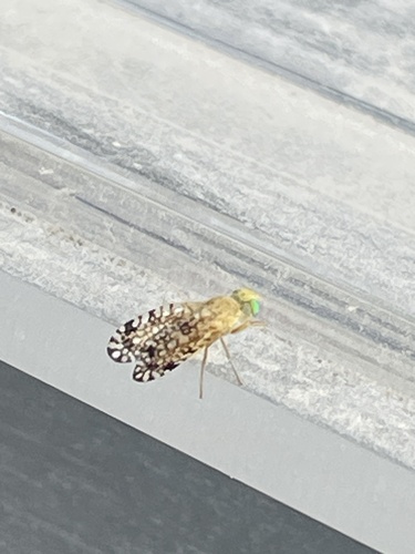 Unknown species found near Mequon Nature Preserve, Mequon, WI, US