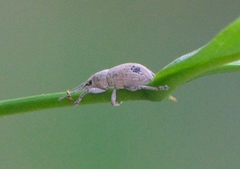 Artipus floridanus