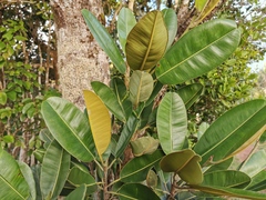 Calophyllum