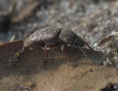 Epitragodes tomentosus