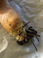 Xerocomellus bolinii