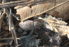 Epitragodes tomentosus