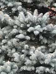 Picea pungens