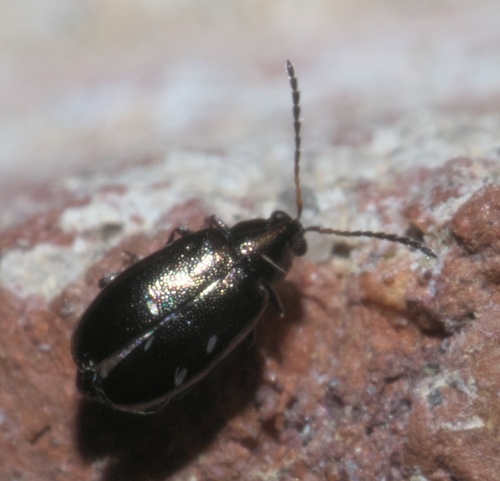 Western Black Flea Beetle