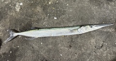 Spongyjaw Longtom photo 3