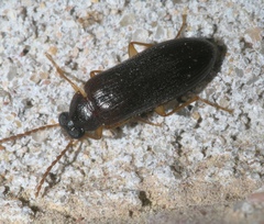 Mycetochara