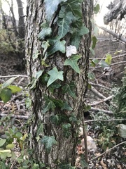 Hedera helix