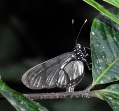 Methona confusa psamathe