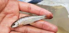 Garra