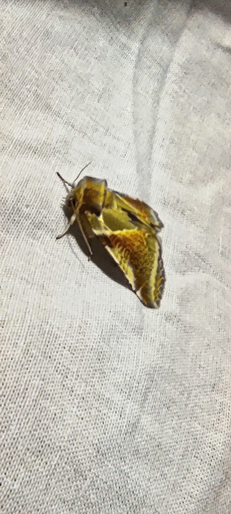 Noctuelle Ratissée