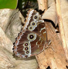 Morpho helenor maculata