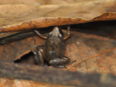 Arthroleptis xenodactyloides